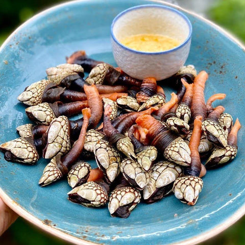 Canned Gooseneck Barnacles in Brine
